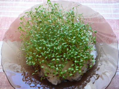 Выращиваем зимой кресс-салат на подоконнике